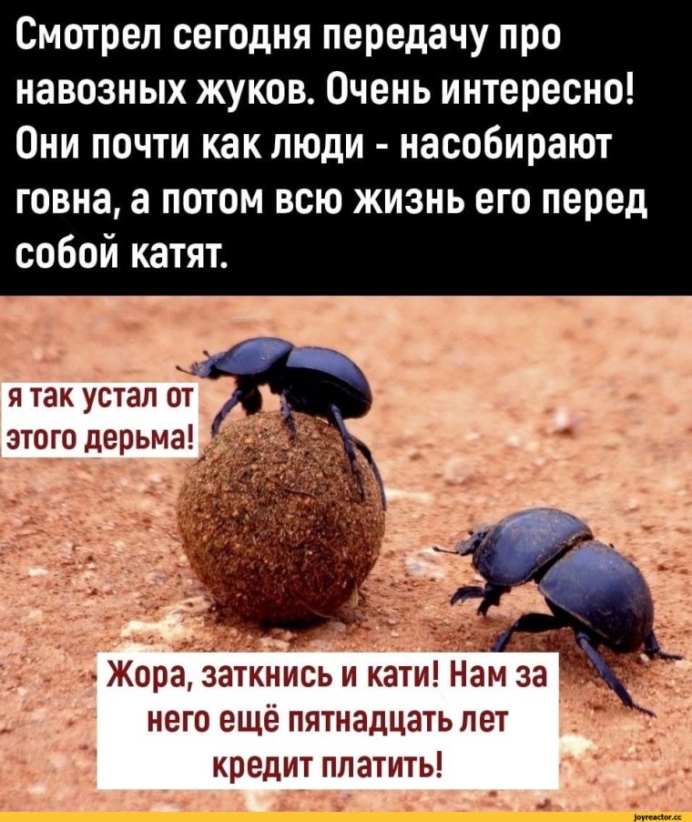 Шутки про насекомых