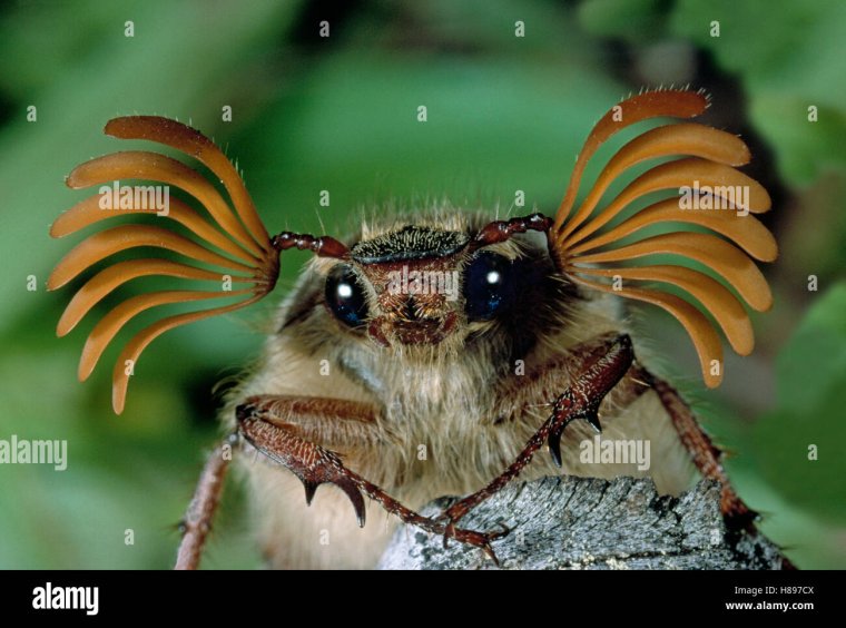 Майский Жук (хрущ Майский)