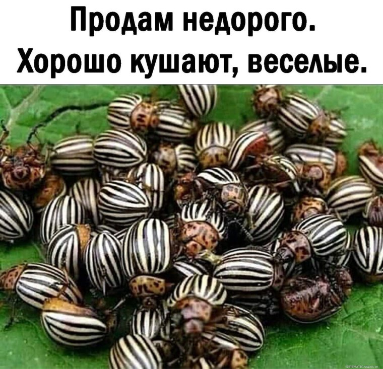 Сериал жуки Анатолий