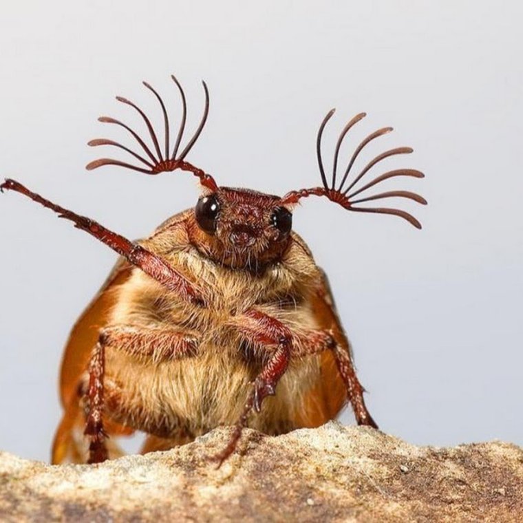 Жук Часовщик