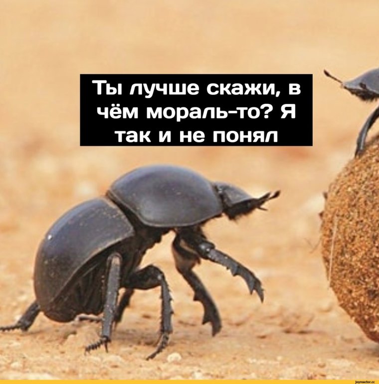 Сериал жуки 3 сезон