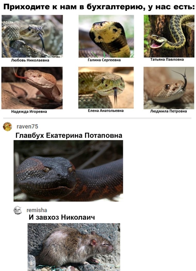 Змеиный женский коллектив