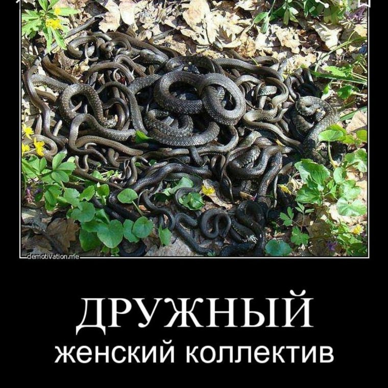 Дружный женский коллектив