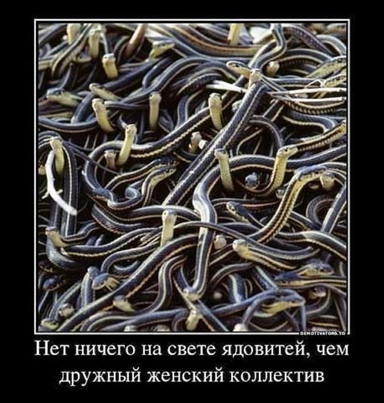 Женский коллектив змеи