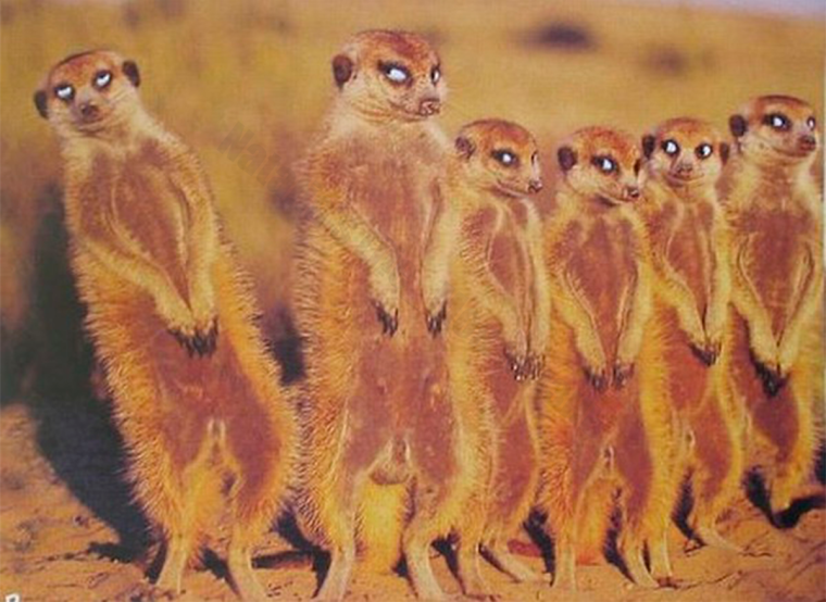 Смешное про дружный коллектив