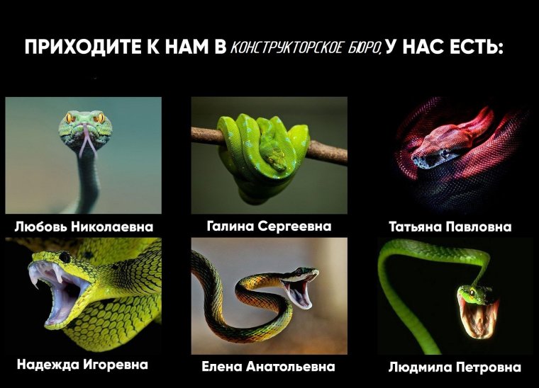 Женский коллектив змеи