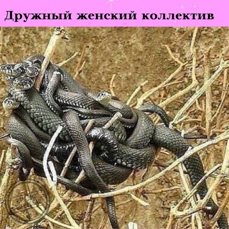 Наш дружный женский коллектив