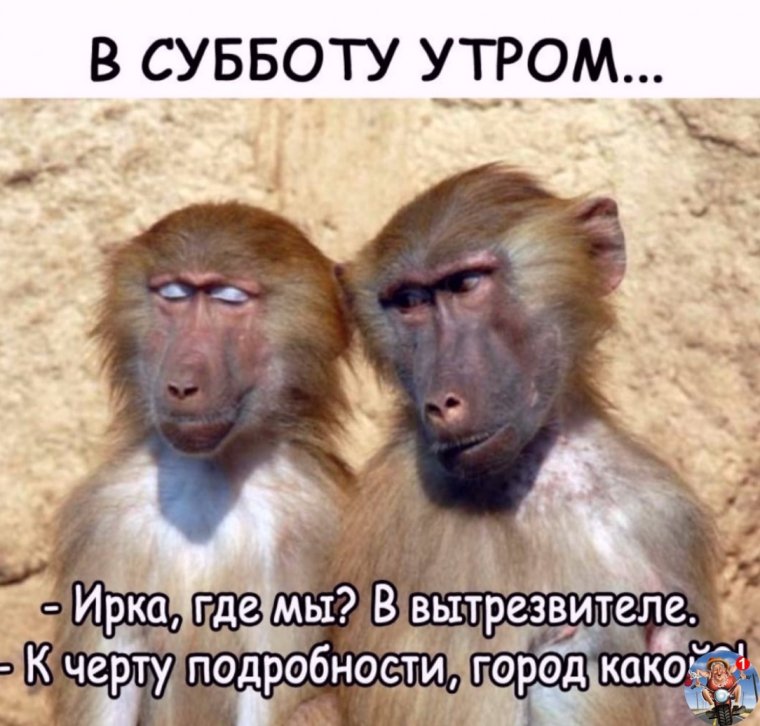 Приколы с обезьянами с надписями