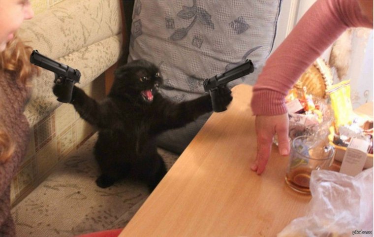 Смешной кот с пистолетом