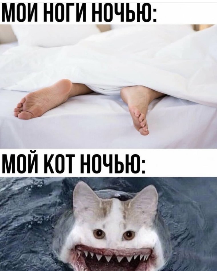 Коты мемы с надписями