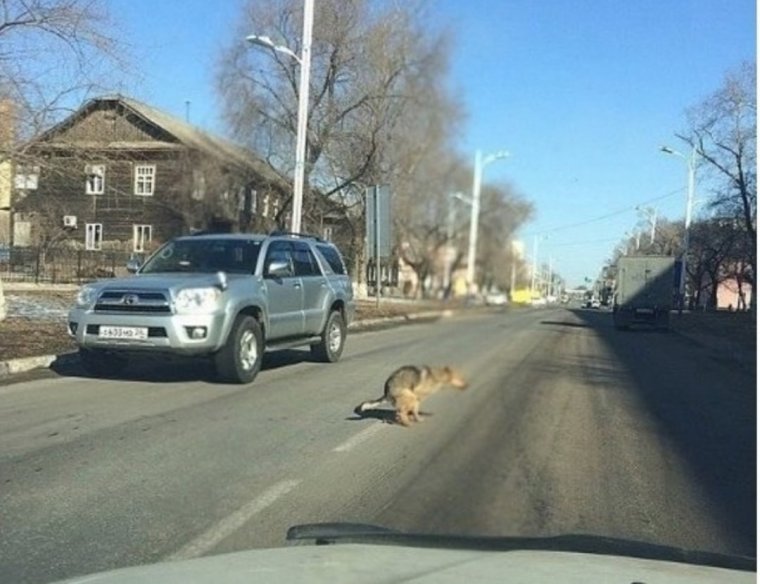 В дорогу картинки прикольные