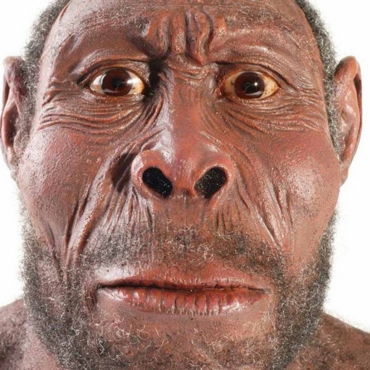 Австралоидная раса