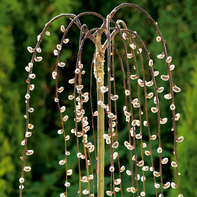 Ива Козья Salix caprea Kilmarnock