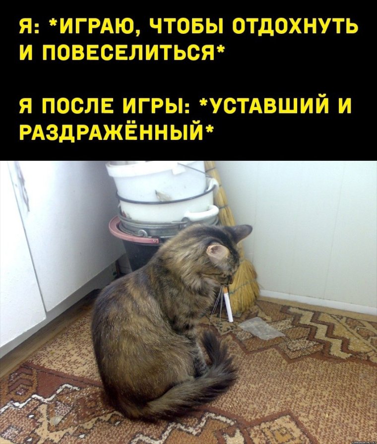 Для важных разговоров котики