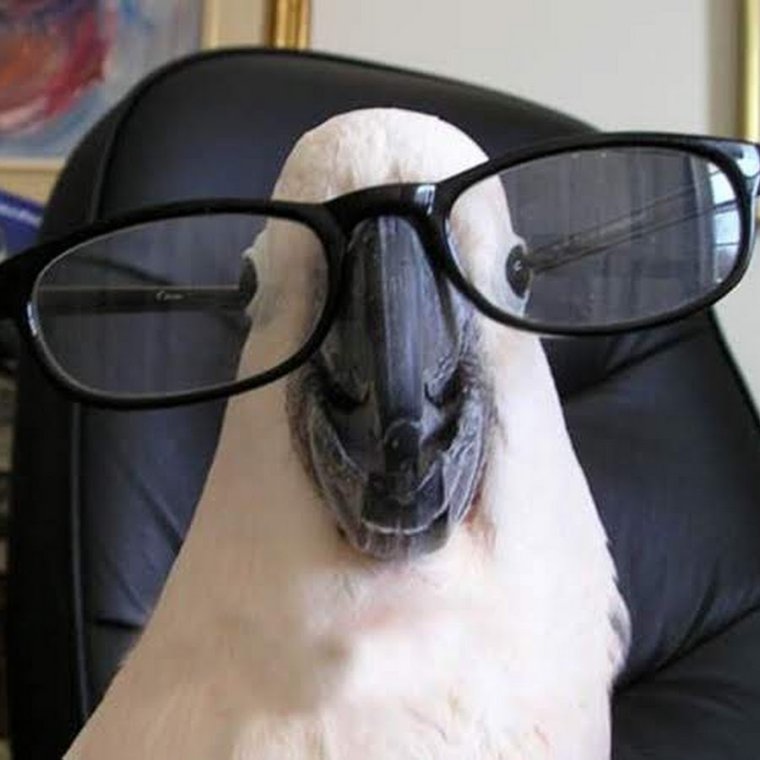 Какаду в очках