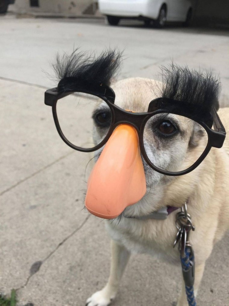 Очки прикол