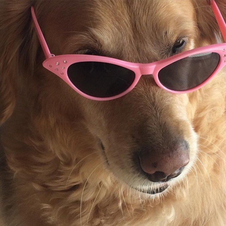 Животные в розовых очках