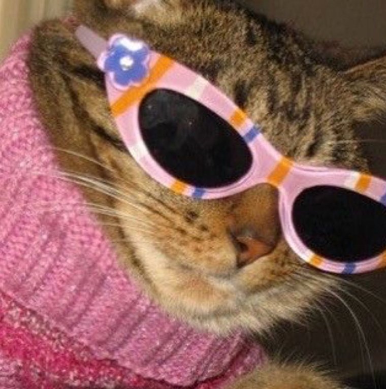 Котик в очках