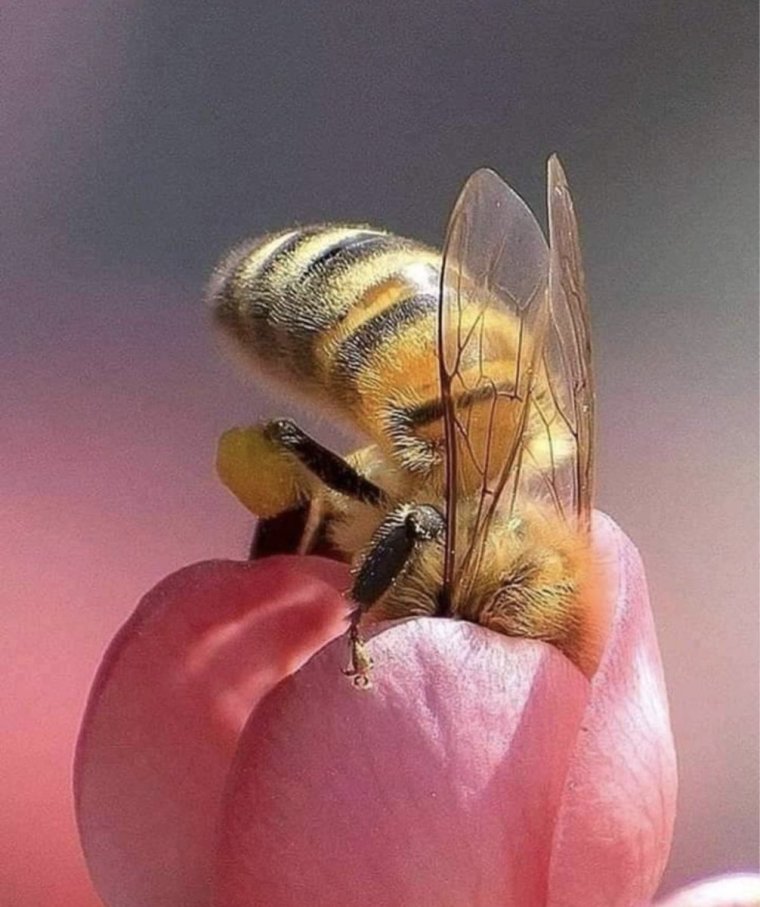 Пчела картинка