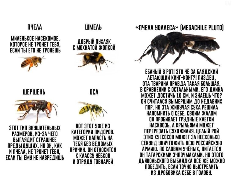 Пчела Шершень Оса Шмель бро не бро