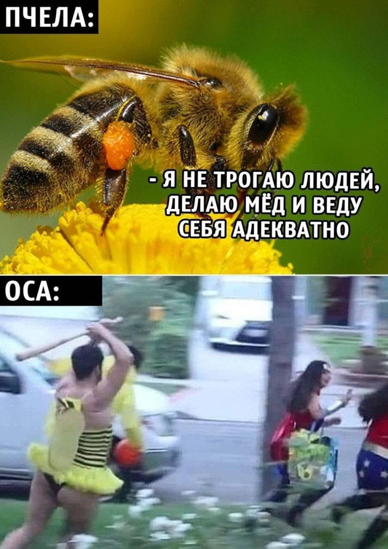 Пчел Мем