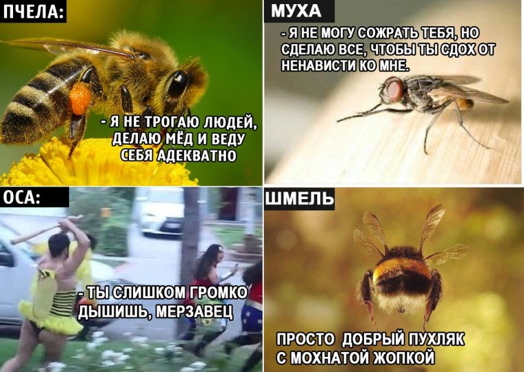 Шутки про шмелей