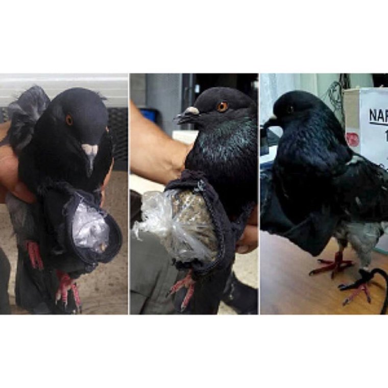 Голубь прикол