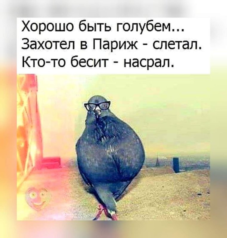 Крутой голубь