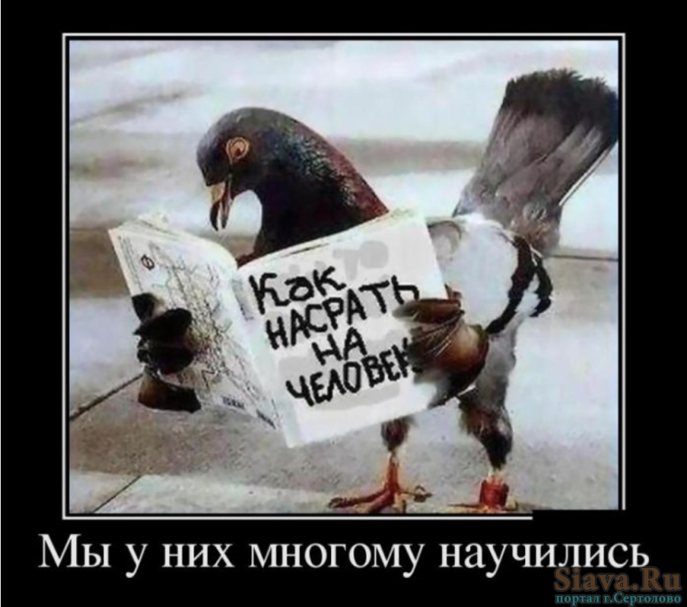 Месть птицам