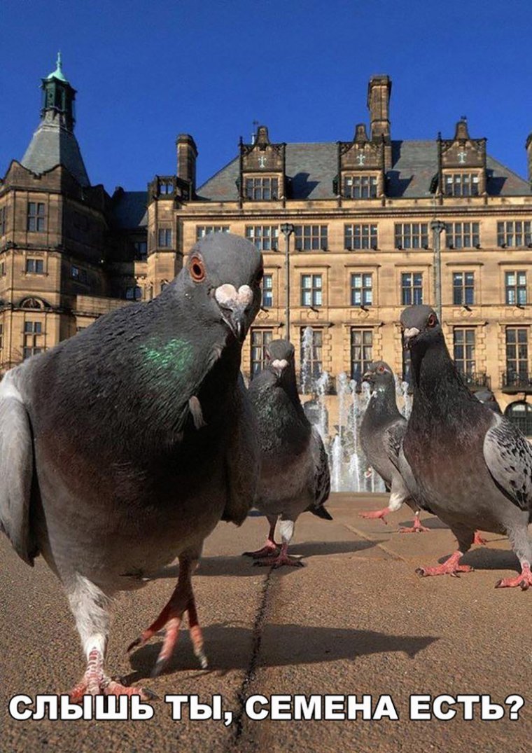 Ржачные голуби