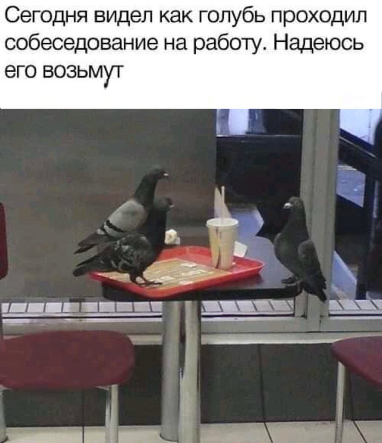 Голубь с надписью