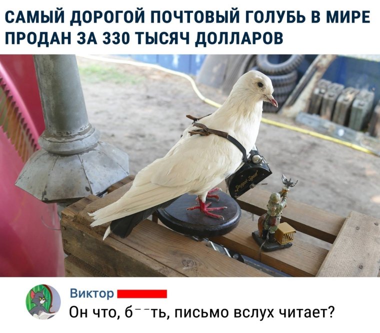 Посыльный голубь