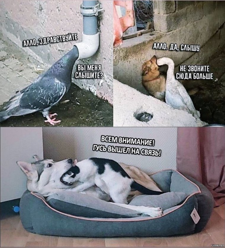 Не звоните сюда больше Гусь