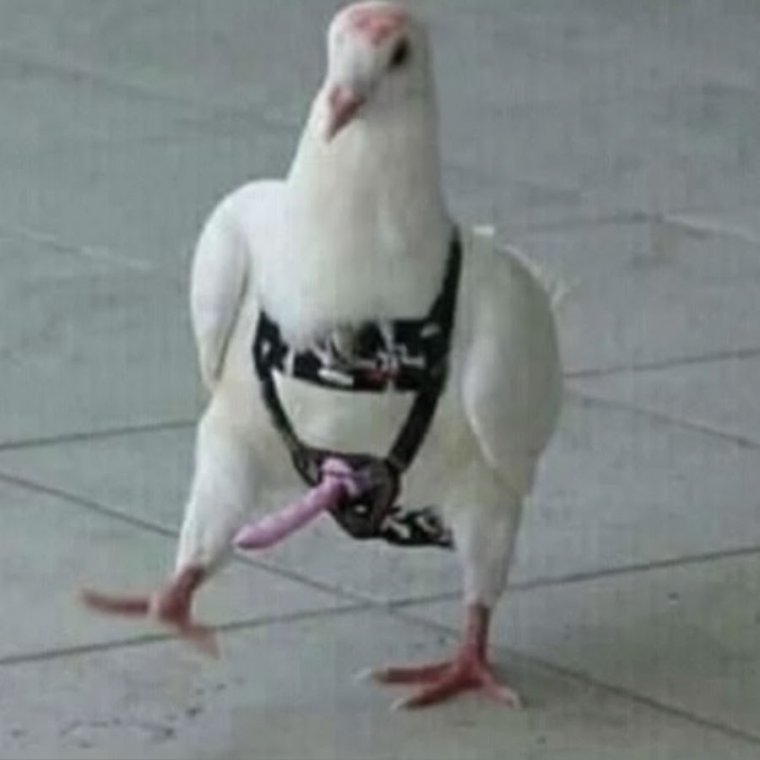 Готовь очко Мем с попугаем