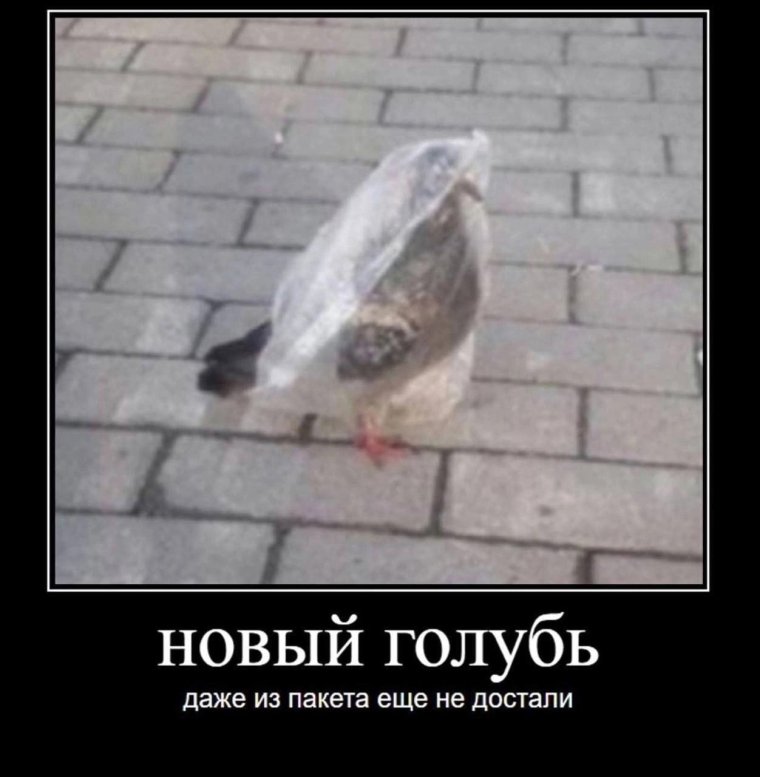 Новый голубь даже из пакета не достали