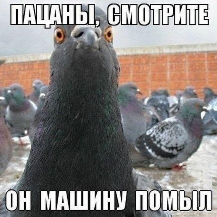 Голубь прикол