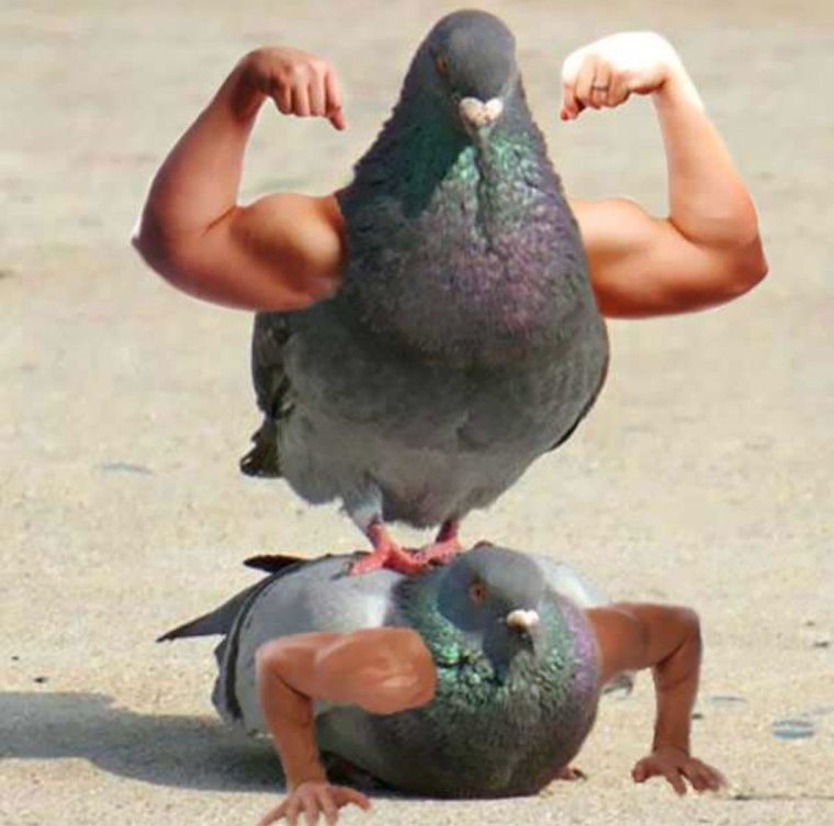 Накаченная птица