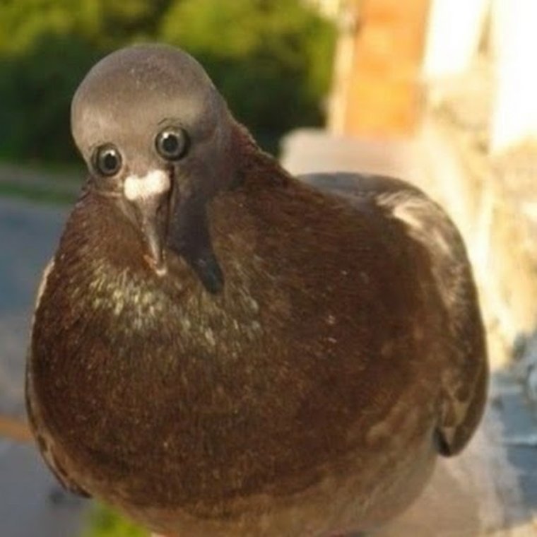 Голубь Николай