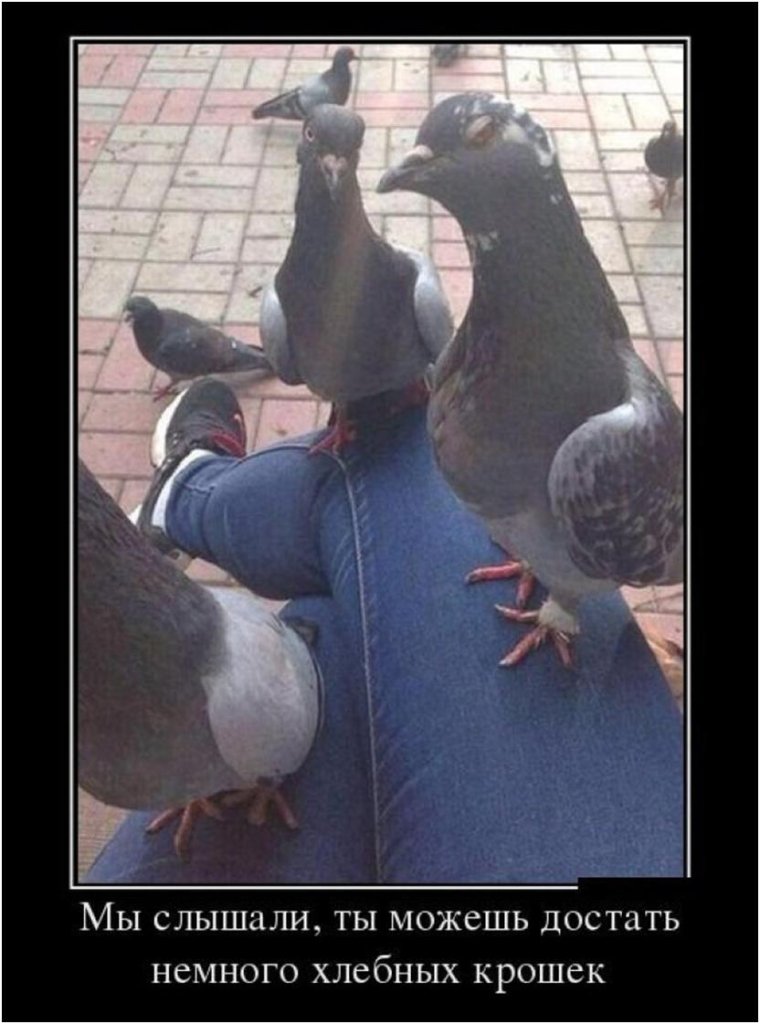 Мемы с голубями