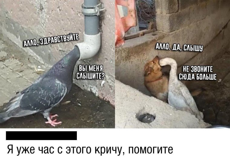 Не звоните сюда больше Гусь