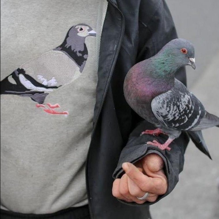 Смешной голубь