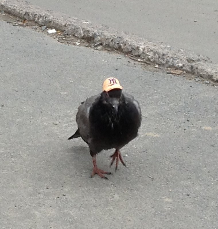 Голубь Евгений