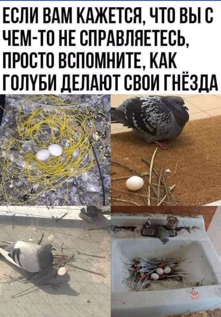 Гнездо голубя прикол