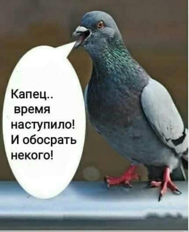 Голубь какает