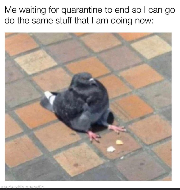 Толстый голубь