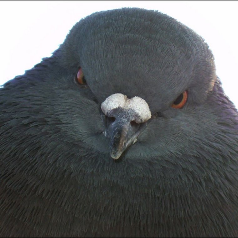 Голубь Виктор