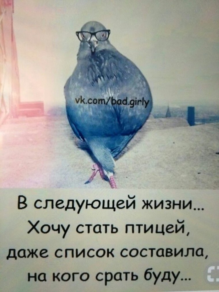 Мемы с голубями