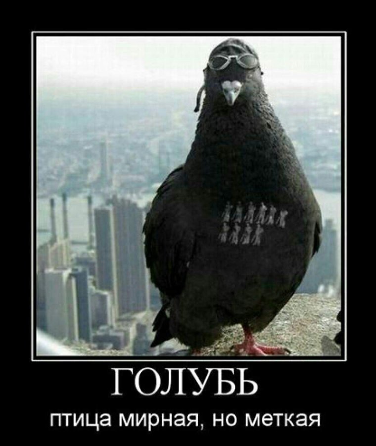 Прикольный голубь