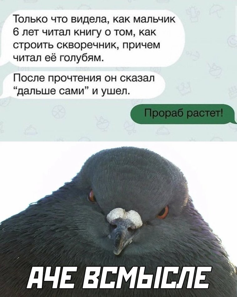 Анекдоты про голубей