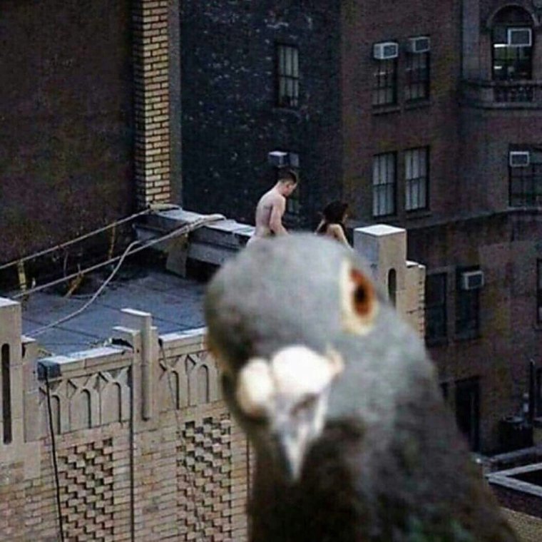 Любопытный голубь